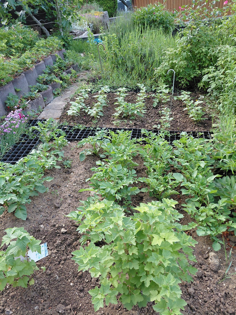 Stadtnahe, idyllische Terassen/Gartenwohnung in ruhiger Weinberglage – 55129 Mainz-Hechtsheim(Hechtsheim) – Vorschaubild 11