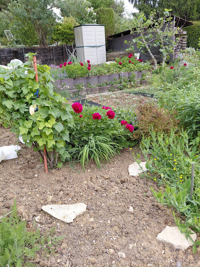 Stadtnahe, idyllische Terassen/Gartenwohnung in ruhiger Weinberglage – 55129 Mainz-Hechtsheim(Hechtsheim) – Vorschaubild 10