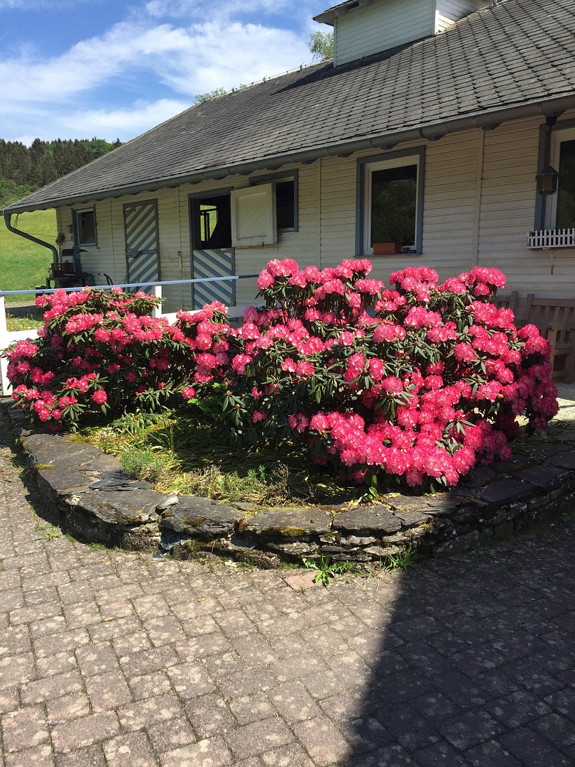 Ehemalige Mühle im Tal der Kleinen Dhron – Geisfeld – Vorschaubild 20