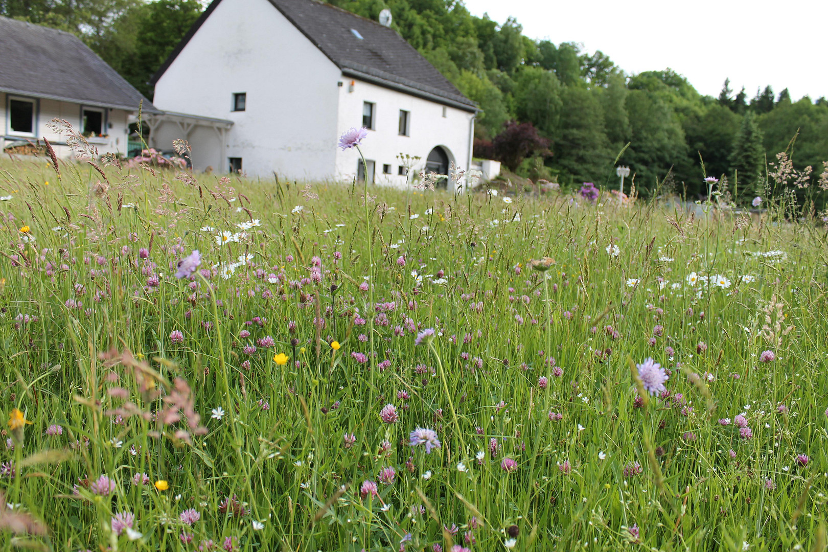 Ehemalige Mühle im Tal der Kleinen Dhron – Geisfeld – Vorschaubild 3