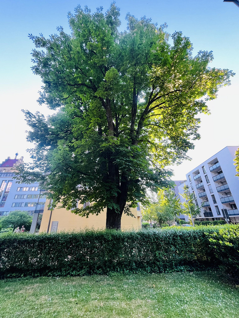 Gartenparadies in Freiburg Herdern * ohne Provision * – 79104 Freiburg(Herdern) – Vorschaubild 12