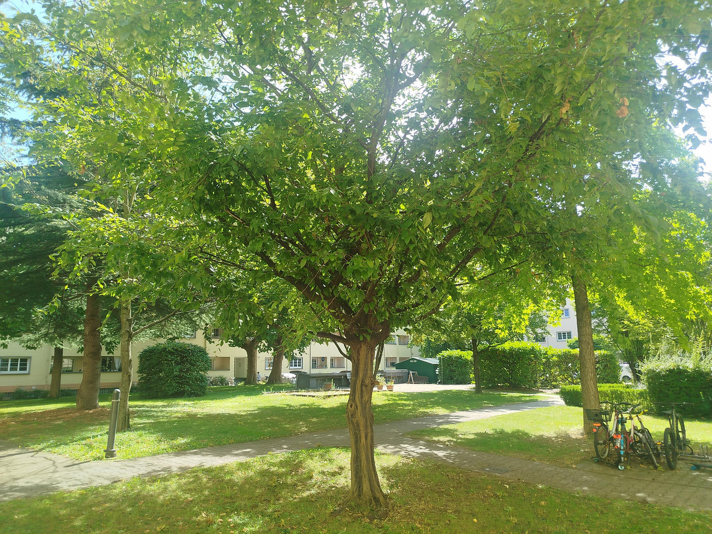 Zentral gelegene Wohnung im Kulturdenkmal mit parkähnlichem Innenhof & Loggia, provisionsfrei! – 68167 Mannheim(Wohlgelegen) – Vorschaubild 15