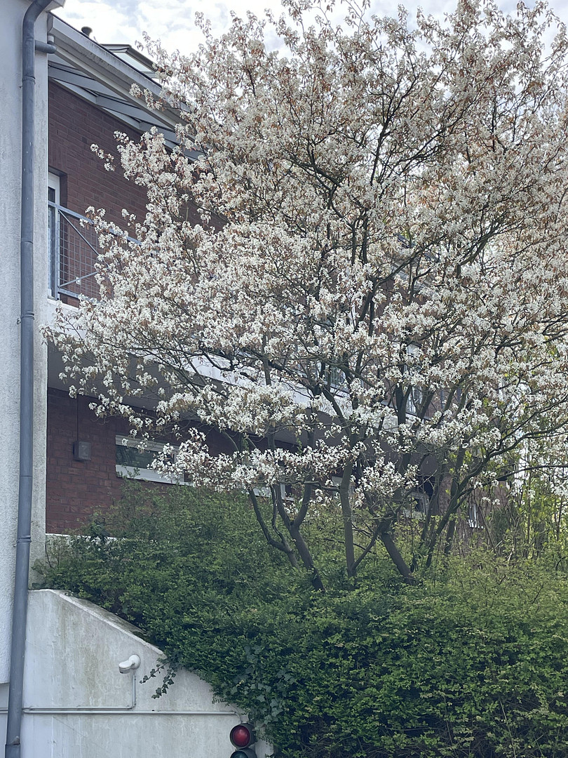 Wohngefühl mit Terrassen- und Garagenkomfort - ohne Provision – 40470 Düsseldorf(Mörsenbroich) – Vorschaubild 8