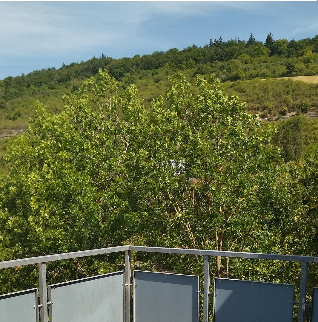 Penthaus-Wohnung am Kurpark Bad Mergentheim – Bad Mergentheim – Vorschaubild 7