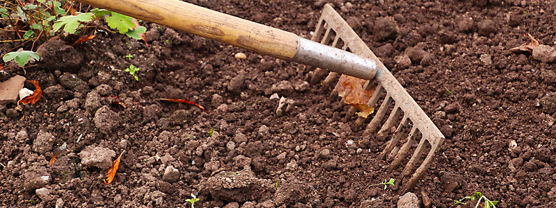 Der Frühling kommt! Was ist jetzt im Garten zu tun?